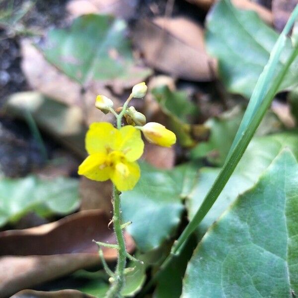 Epimedium pinnatum പുഷ്പം