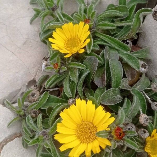 Pallenis maritima Flower