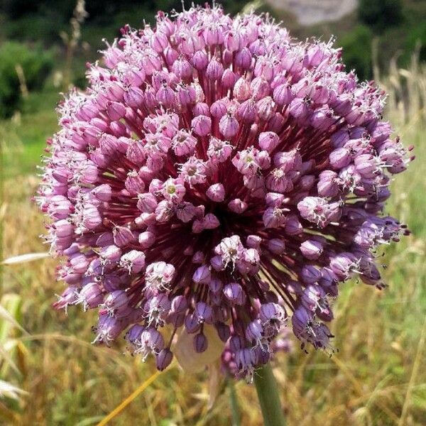 Allium ampeloprasum Цветок