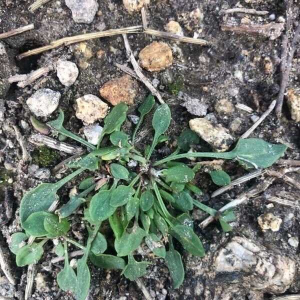 Rumex acetosella Foglia