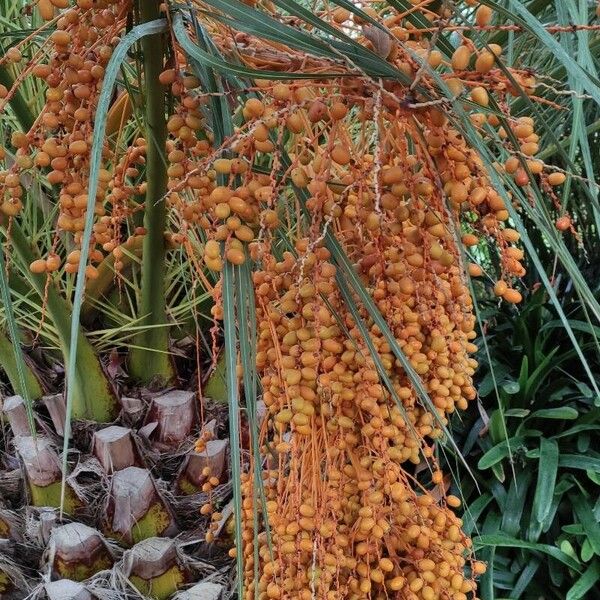 Phoenix canariensis Vili