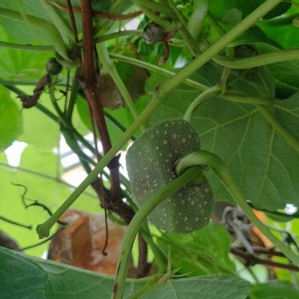 Dioscorea bulbifera পাতা