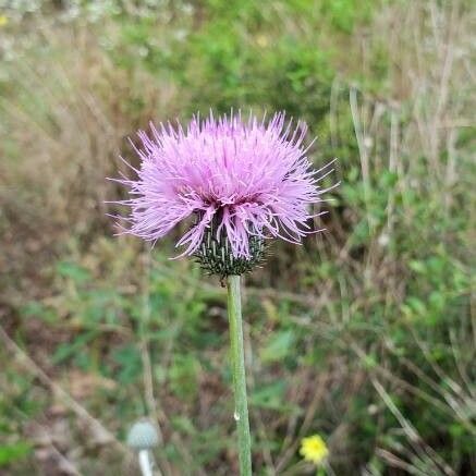 Cirsium texanum Кветка