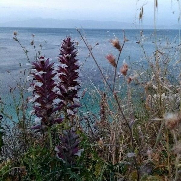 Acanthus spinosus Vivejo