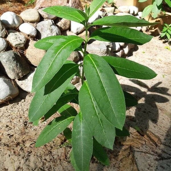 Asclepias purpurascens ᱥᱟᱠᱟᱢ