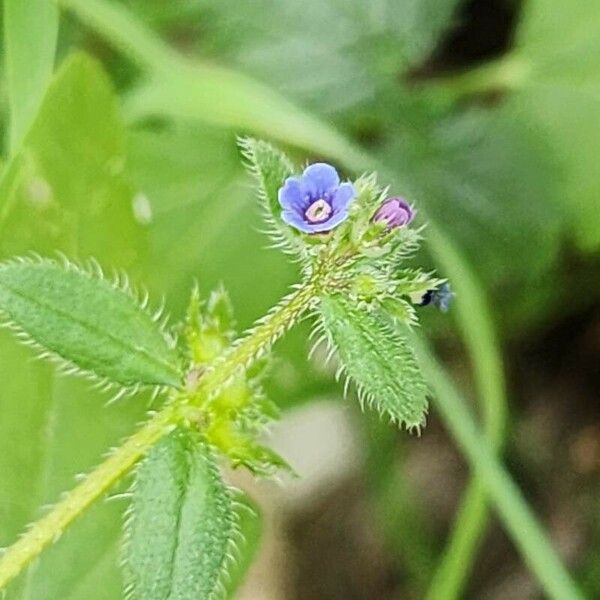 Asperugo procumbens Çiçek