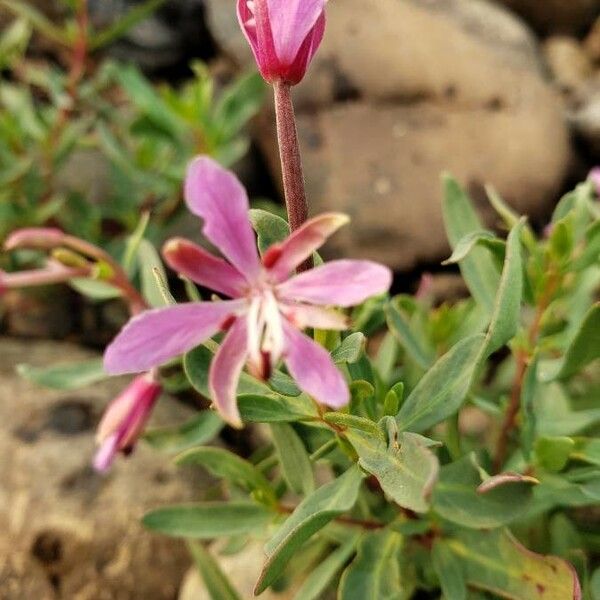 Clarkia rhomboidea Kwiat