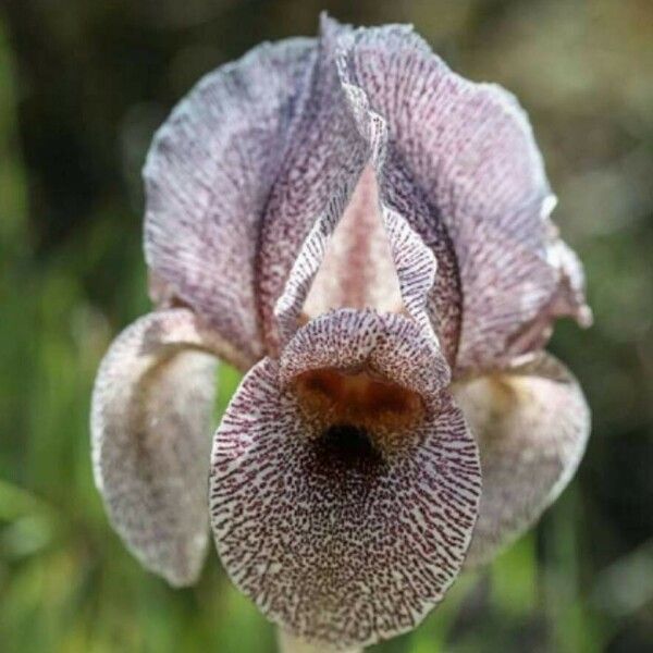 Iris basaltica Kwiat