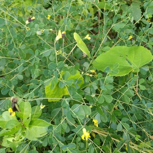 Baptisia tinctoria Hoja