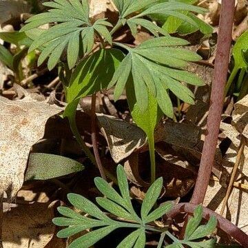 Dicentra canadensis Blatt