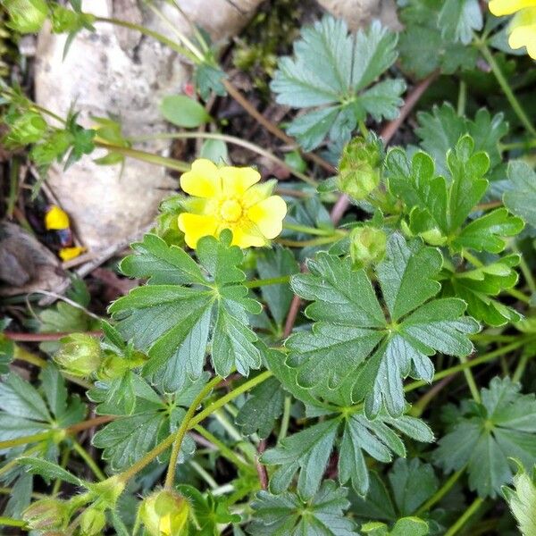 Potentilla neumanniana Flor