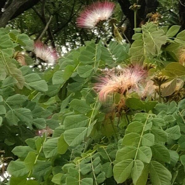 Samanea saman Flower