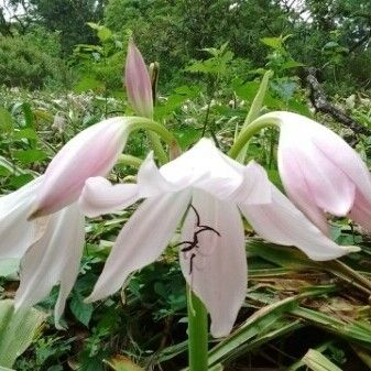 Crinum × amabile Flower