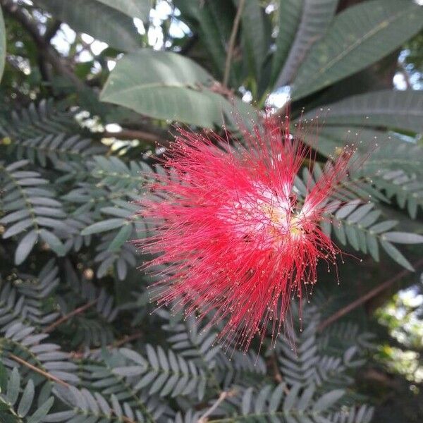 Calliandra haematocephala Cvet