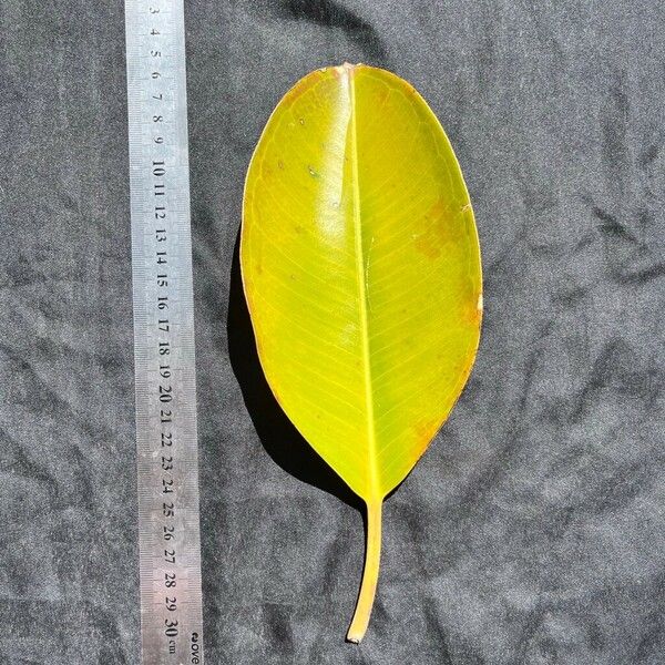 Ficus elastica Leaf