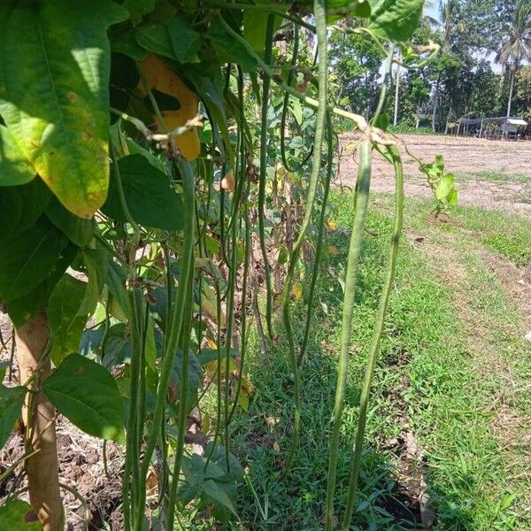 Vigna unguiculata Flor