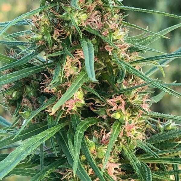 Cannabis sativa Flor