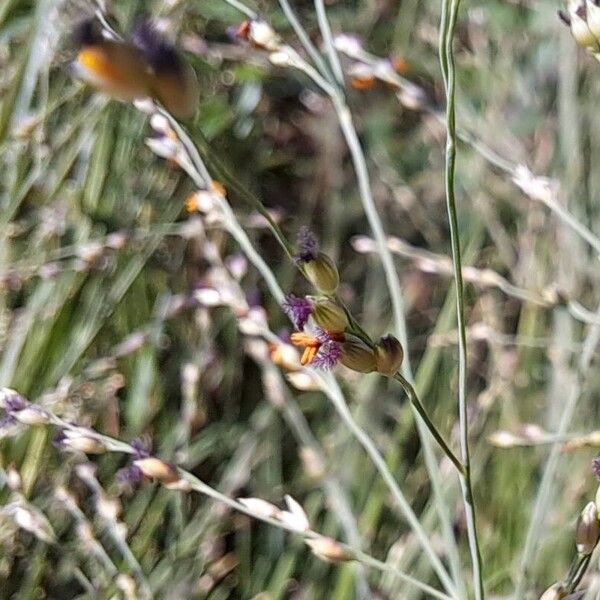 Panicum repens Blodyn