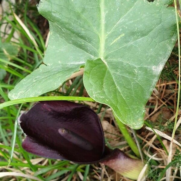 Arum pictum Kwiat