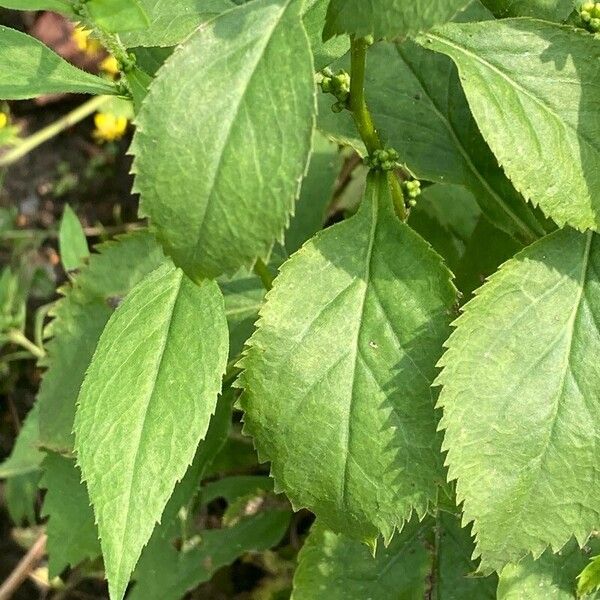 Solidago flexicaulis 葉