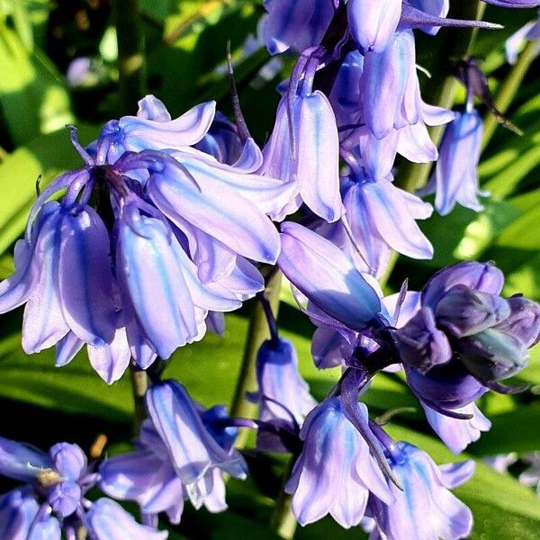 Hyacinthoides hispanica Virág