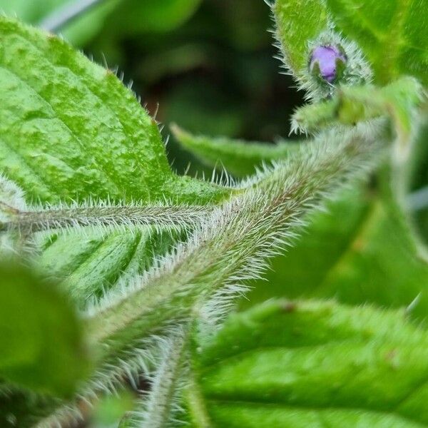 Pentaglottis sempervirens Bark