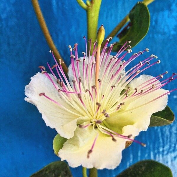 Capparis spinosa Flor