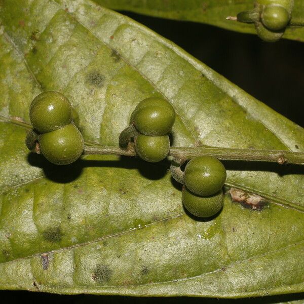 Adenophaedra grandifolia Fruit