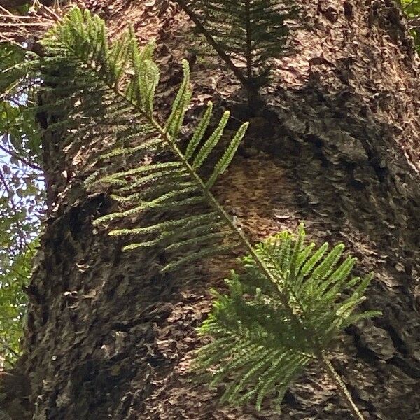 Araucaria cunninghamii Leaf