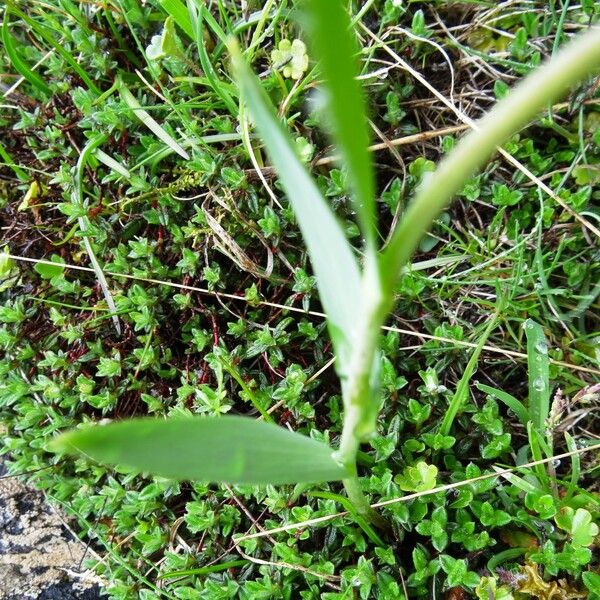 Fritillaria pyrenaica Облик