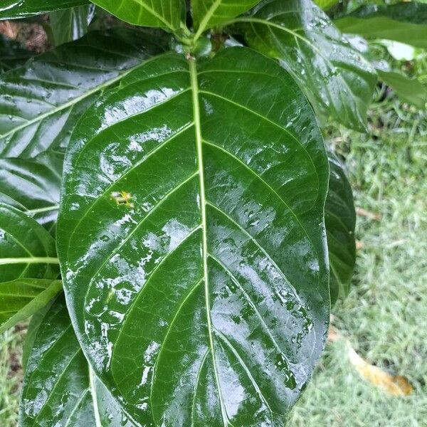 Morinda citrifolia Liść