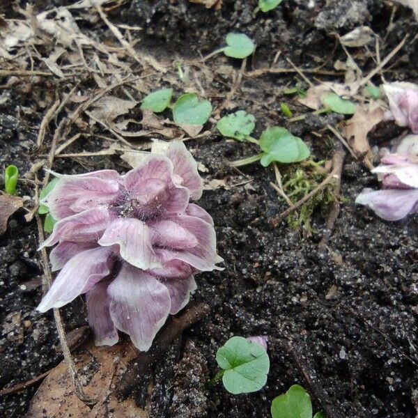 Lathraea squamaria Flower