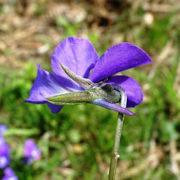 Viola bubanii Flower