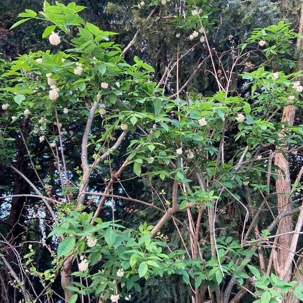 Staphylea pinnata Habit