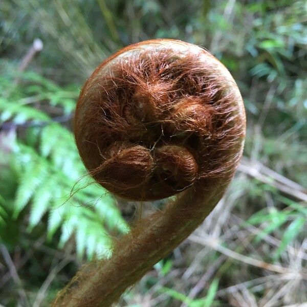 Lophosoria quadripinnata Fuelha