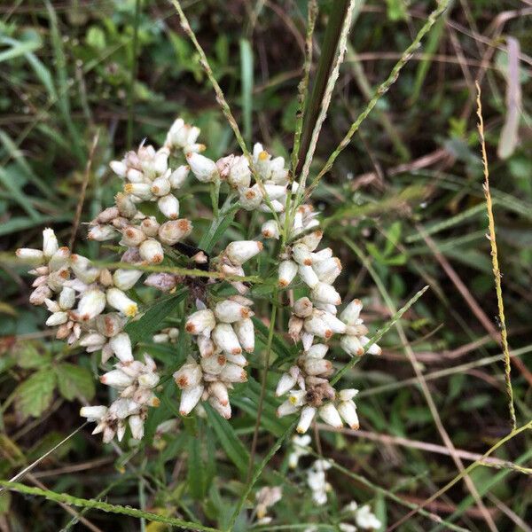 Pseudognaphalium californicum Flor