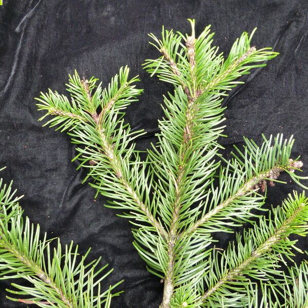 Abies pindrow Habitus