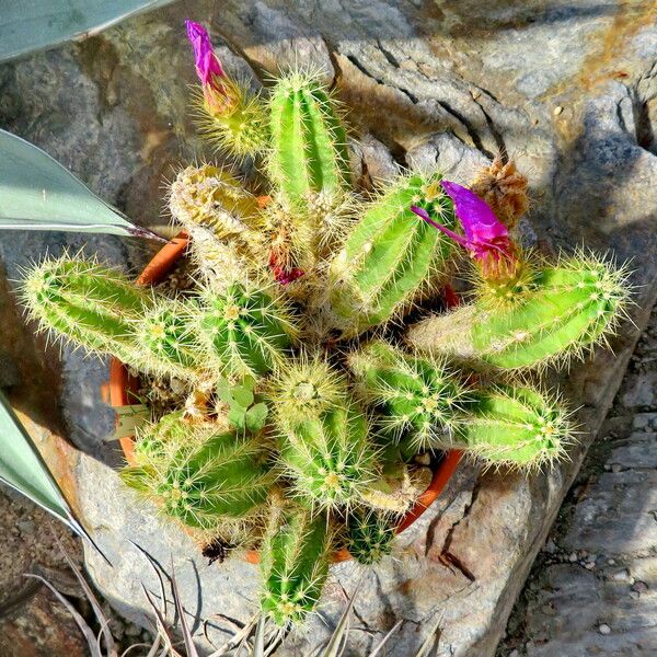 Echinocereus spinigemmatus Лист