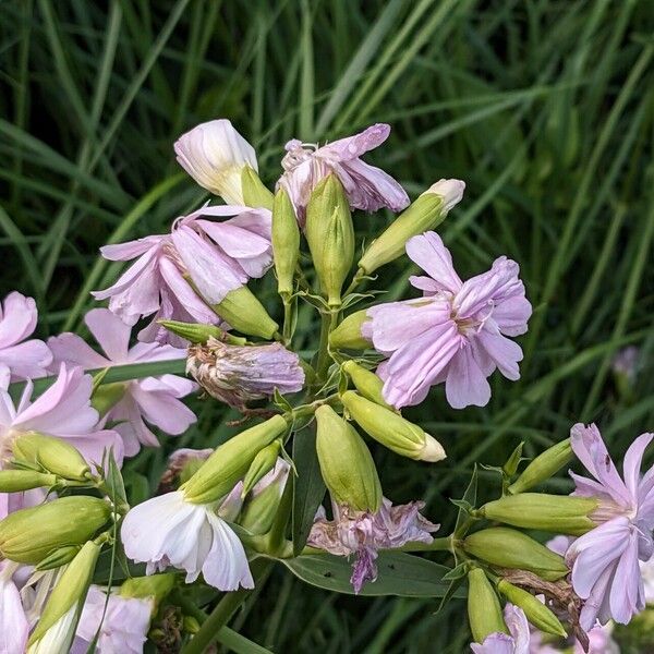 Saponaria officinalis Λουλούδι