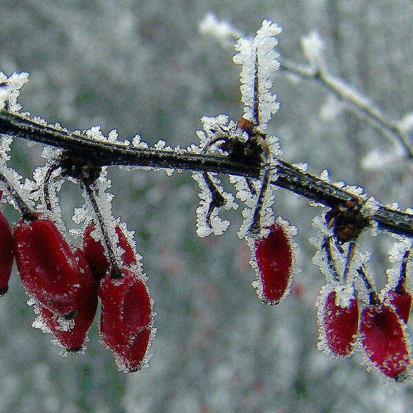 Berberis vulgaris Meyve