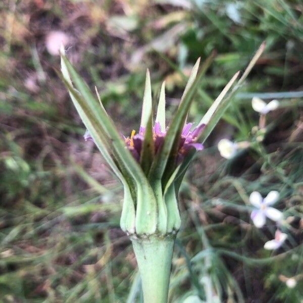 Tragopogon porrifolius Kukka