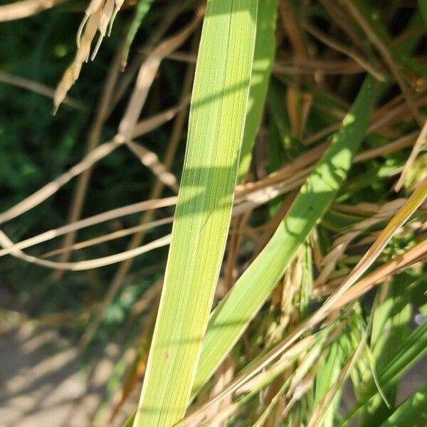 Oryza sativa Blad