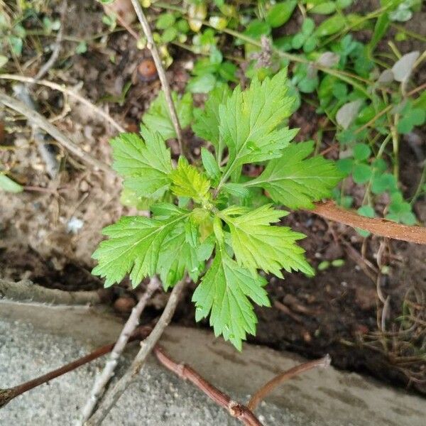 Artemisia vulgaris List