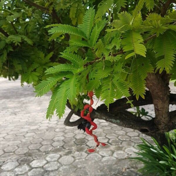 Cojoba arborea Leaf