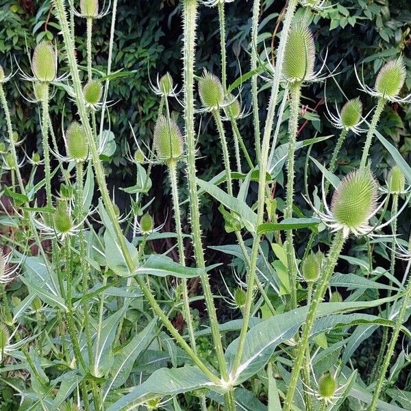 Dipsacus fullonum Характер