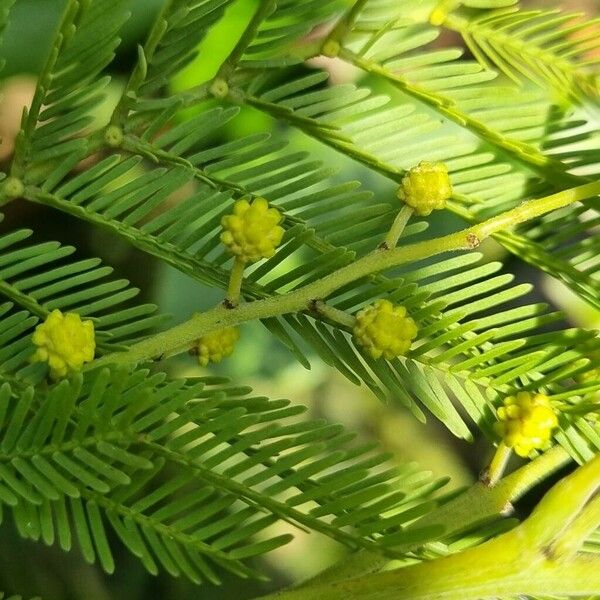 Acacia decurrens Flower