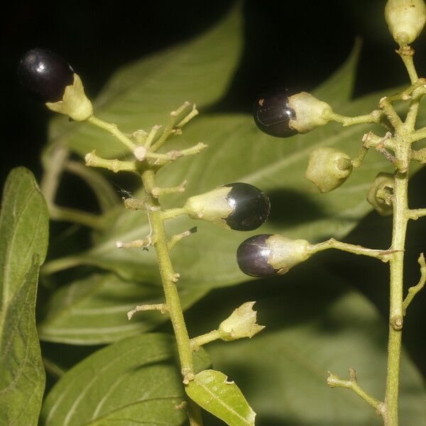 Cestrum reflexum Fruit