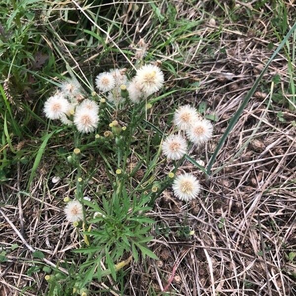 Erigeron bonariensis Flors