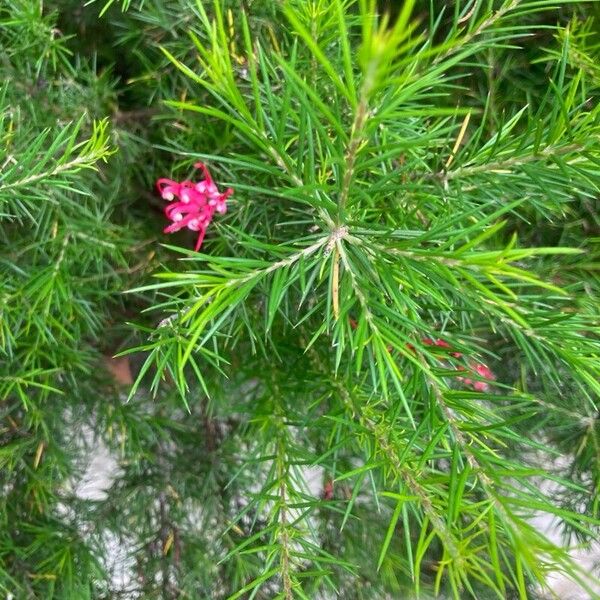 Grevillea rosmarinifolia Kvet