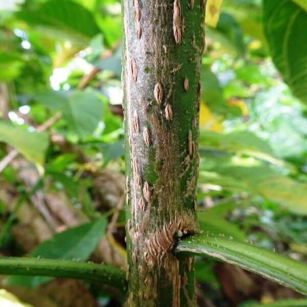 Acnistus arborescens 树皮